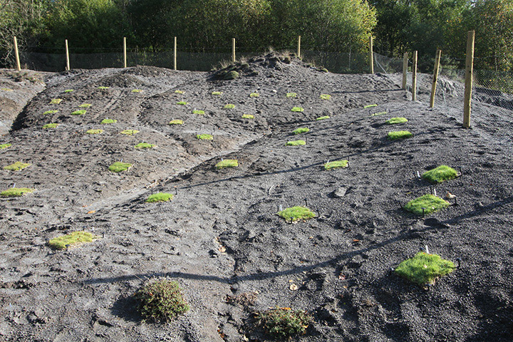 Biochar plot trials