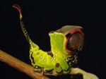 Puss moth caterpillar