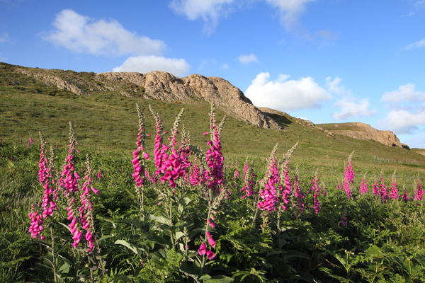 Foxgloves, Rhossili